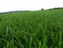 Газон перед стрижкой