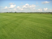 Поле для выращивания газона