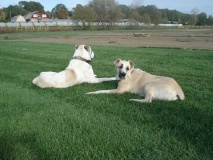 Собаки отдыхают на газоне